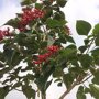 Clerodendrum trichotomum